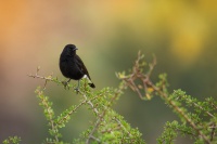 Belorit cerny - Oenanthe leucura - Black wheatear 0831